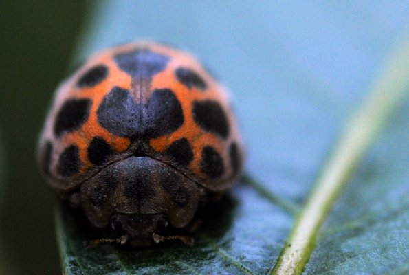 ヤマトアザミテントウ