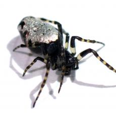 ギンメッキゴミグモ