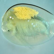 ヤマトウスヒメカイエビ