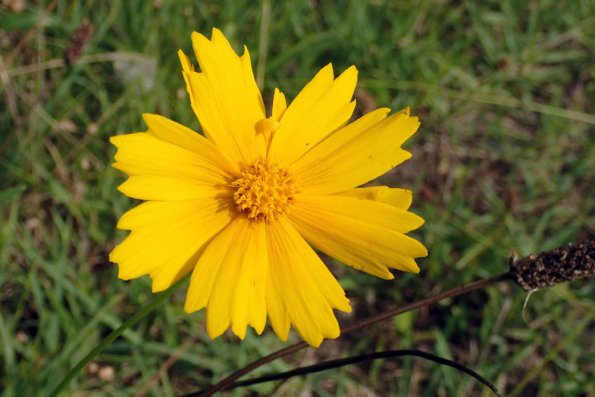 オオキンケイギク