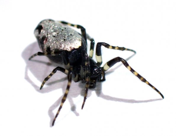 ギンメッキゴミグモ