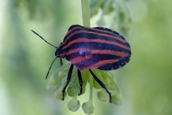 アカスジカメムシ