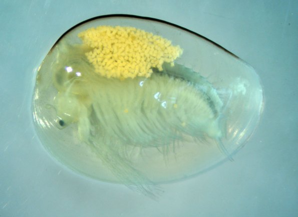 ヤマトウスヒメカイエビ