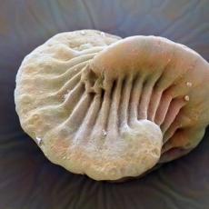 ヤマトウスヒメカイエビの卵