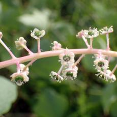 ヨウシュヤマゴボウ