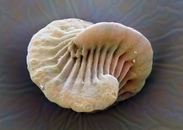 ヤマトウスヒメカイエビの卵