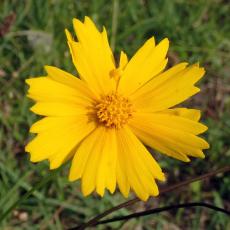 オオキンケイギク